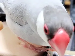 今日は文鳥の日(#^^#)