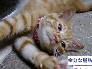 ◆下腹を引き締め平らに～動画～ガ･ン簡単…