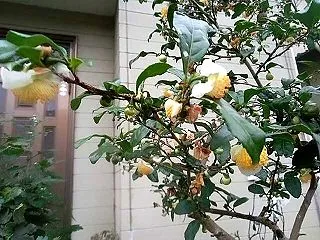 茶の木の花が今も咲いています。