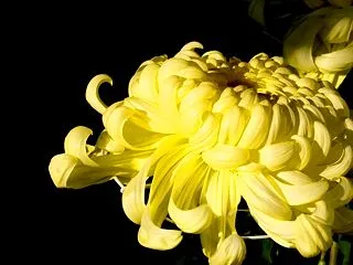 【競馬予想】菊花賞