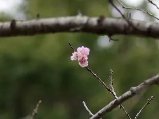 【機材】三ツ池公園追加作例編～MINOL…
