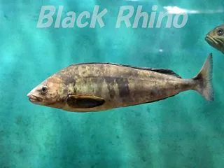 ノシャップ寒流水族館 06 ホッケ アイ…