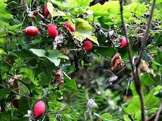 宝くじ..／カラスウリと福神タネと白いレ…
