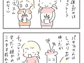 多肉植物との出会い１