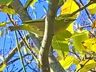 JAPANESE WHITE-EYES …