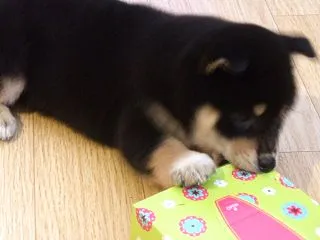 ガリガリ君