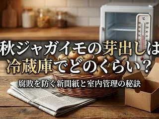 秋ジャガイモの芽出しは冷蔵庫でどのくらい…