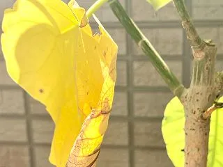 【丁寧じゃない暮らし】ウンベラータの葉が…