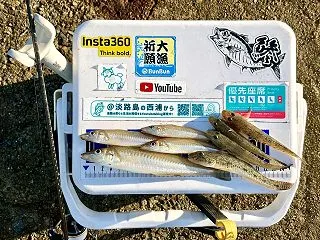 10月の淡路島の漁港でキスとハゼをアジン…