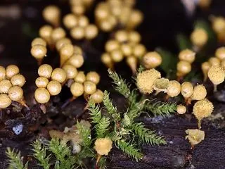 ヌカホコリ(Hemitrichia cl…