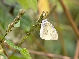 昆虫ワールド 504
