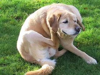 もう８歳まだ８歳