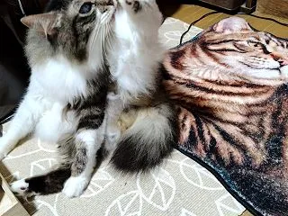 抑えがたき物欲によりメルカリで購入したも…