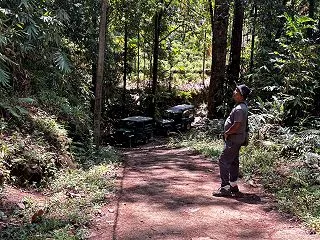 クリセスズメフクロウ（スリランカ探鳥）
