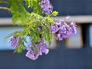 民芸家具 ジャカランタの花