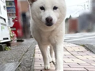 雨ニモマケズ