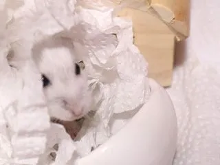 お腹がすいた