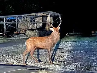 鹿男あをによし