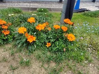 弱者男性…生まれて初めてメイドカフェに行…