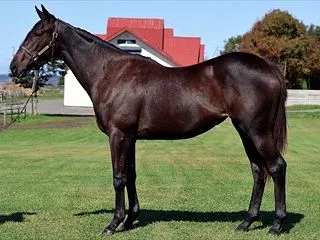 【ノルマンディー】2026年度募集馬評価…