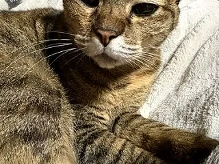 あくび