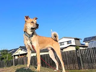 明日の譲渡会は中止させていただきます