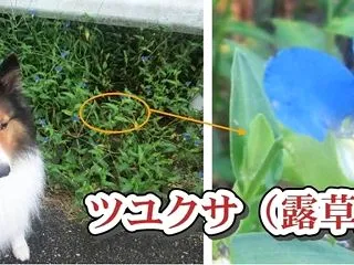 小次郎と秋の草花 － ツユクサ（露草） …