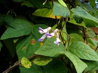 秋の草本、木本にこと寄せてーー冬隣 ひそ…