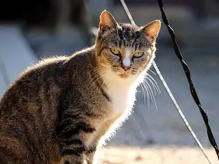 昔から寒がり
