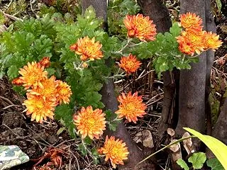我が家の庭の花。そろそろ冬の準備。まずは…