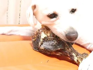 鹿の肩甲骨