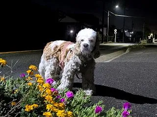 雨の予報だったけれど
