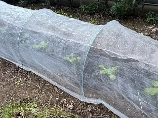 冬野菜の定植