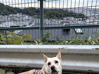 【ハナ＊うちに来て5年258日目】夕方は…