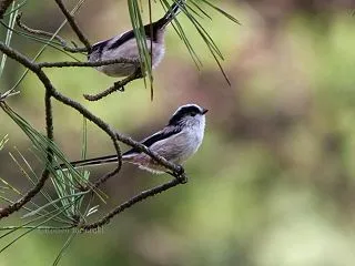 針葉樹にエナガ・コゲラ