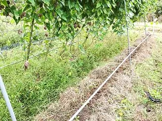 やっぱり台風が来た。（５年連続）