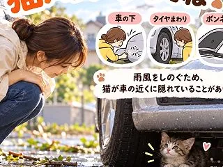 台風の後は、猫バンバンをお願いします