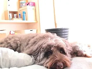 犬のために買ったFurbo。長年使い続け…