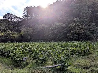 黒枝豆収穫祭＆キャンツー