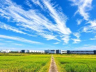 秋の空 樹の堅果