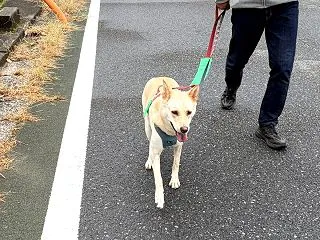【ハナ＊うちに来て5年259日目】雨降り…