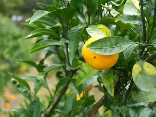 オルカンを売却するなんてもったいない。税…