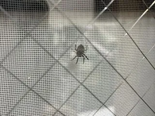 蜘蛛の逆襲
