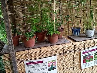 向島百花園（東京都）2