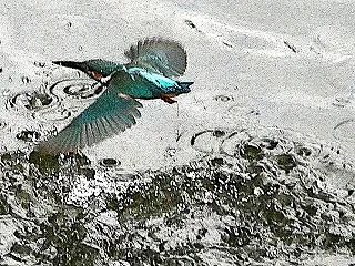 堀の若鳥３