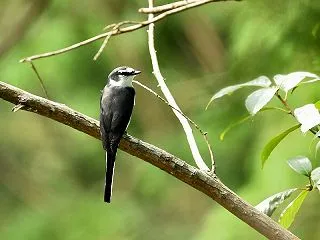 鷹待ちの友 ～リュウキュウサンショウクイ…