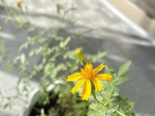 レモンマリーゴールド