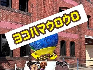 ヨコハマさんぽ。