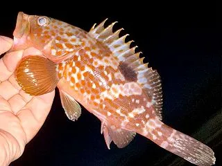 秋を諦める…？秋晴れの空の下、海へ。 #…