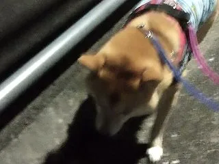 暗くて見えない